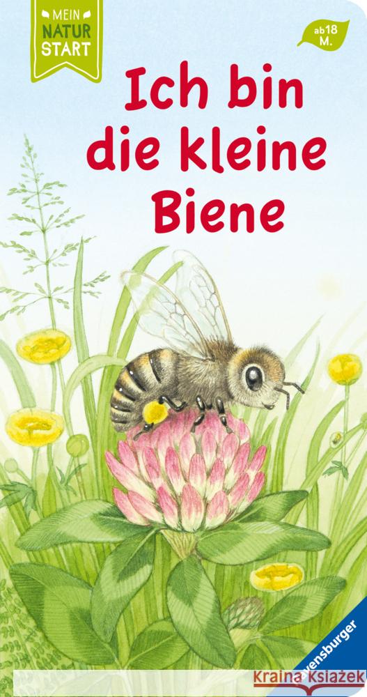 Ich bin die kleine Biene Grimm, Sandra 9783473439805 Ravensburger Verlag - książka