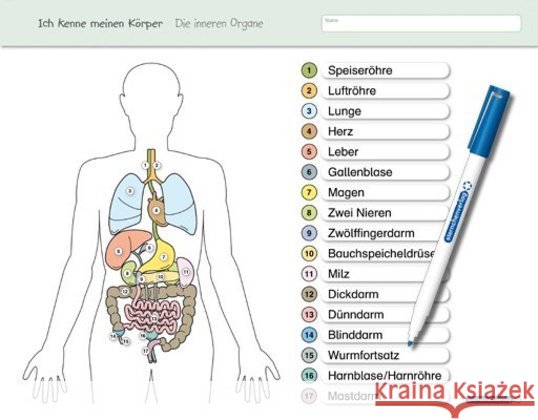 Ich kenne meinen Körper - Die inneren Organe : Für die 3. bis 6. Klasse - Stabile wiederbeschreibbare Lernvorlage im großen Format (Vorder- und Rückseite) mit Spezialstift - trocken abwischbar ohne zu Langhans, Katrin 9783939293323 Sternchenverlag - książka