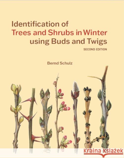 Identification of Trees and Shrubs in Winter using Buds and Twigs Bernd Schulz 9781842468340 Royal Botanic Gardens Kew - książka