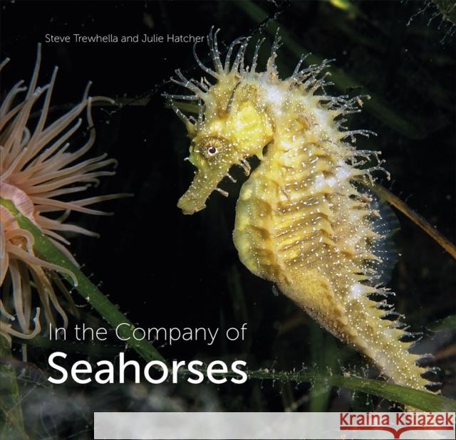 In the Company of Seahorses Trewhella, Steve 9780995567320  - książka