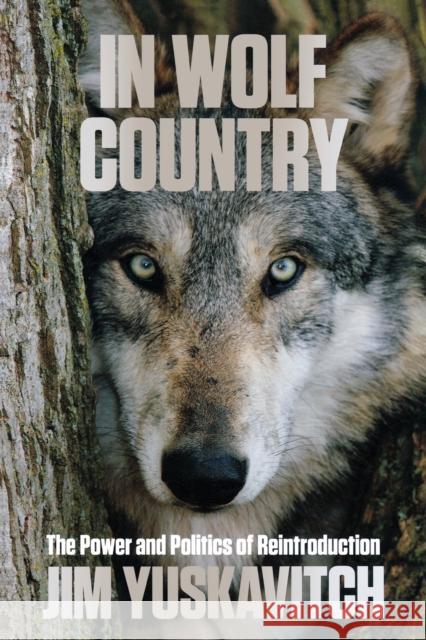 In Wolf Country: The Power and Politics of Reintroduction Jim Yuskavitch 9780762797530 Lyons Press - książka