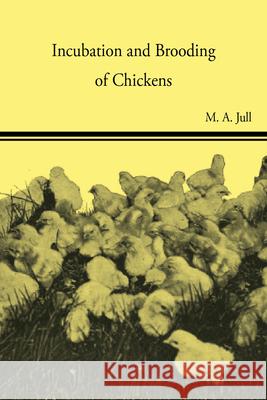 Incubation And Brooding Of Chickens various 9781445516578 Read Books - książka