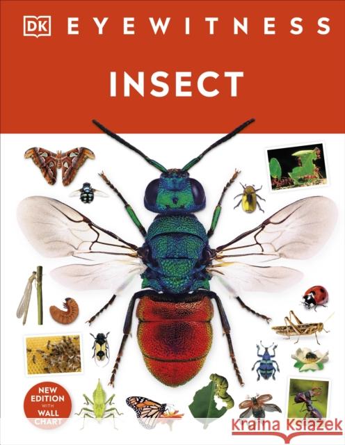 Insect DK 9780241617311 Dorling Kindersley Ltd - książka