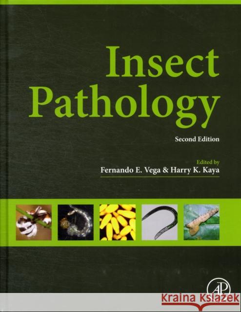 Insect Pathology Fernando Vega 9780123849847  - książka