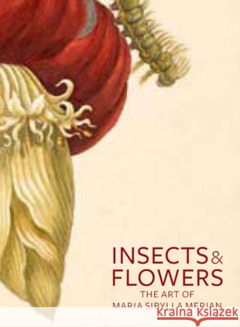 Insects and Flowers: The Art of Maria Sibylla Merian Brafman, David 9780892369294 Getty Trust Publications - książka