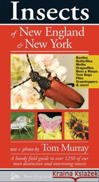 Insects of New England & New York Tom Murray 9781936571024 Kollath Stensaas - książka