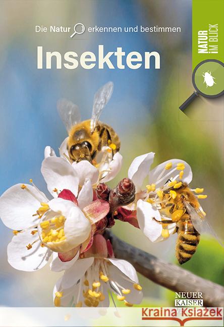 Insekten  9783846805053 Neuer Kaiser Verlag, Fränkisch-Crumbach - książka