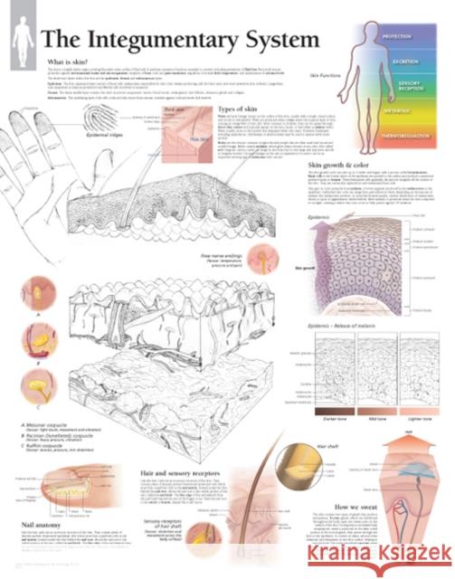 Integumentary System Laminated Poster Scientific Publishing 9781935612537 Scientific Publishing Limited - książka