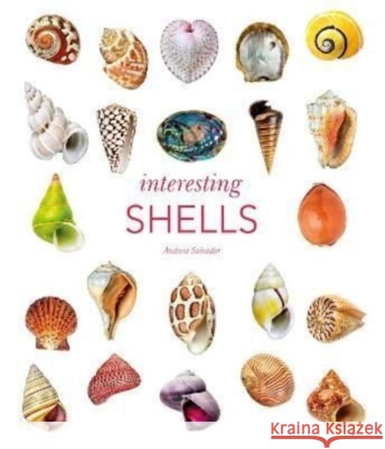 Interesting Shells ANDREIA SALVADOR 9780565095109 The Natural History Museum - książka