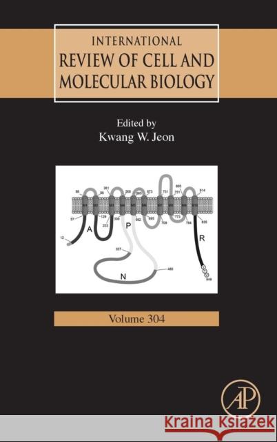 International Review of Cell and Molecular Biology: Volume 304 Jeon, Kwang W. 9780124076969  - książka