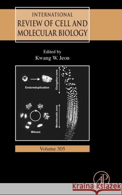 International Review of Cell and Molecular Biology: Volume 305 Jeon, Kwang W. 9780124076952 Elsevier Science - książka