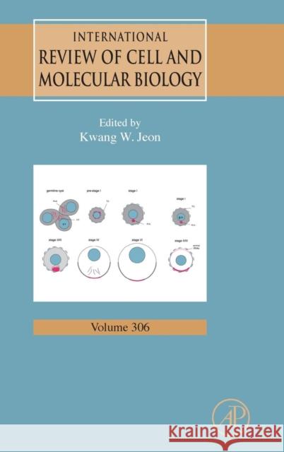 International Review of Cell and Molecular Biology: Volume 306 Jeon, Kwang W. 9780124076945 Elsevier Science - książka