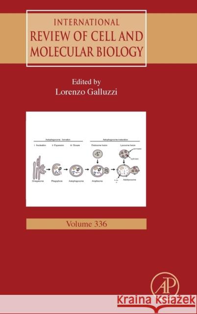 International Review of Cell and Molecular Biology: Volume 336 Galluzzi, Lorenzo 9780128146514 Academic Press - książka