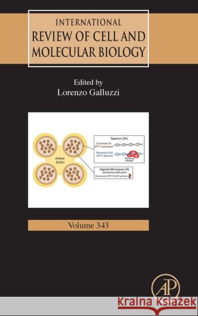 International Review of Cell and Molecular Biology: Volume 343 Galluzzi, Lorenzo 9780128167038  - książka