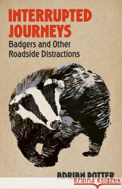 Interrupted Journeys: Badgers and Other Roadside Distractions Adrian Potter 9781399822404 John Murray Press - książka