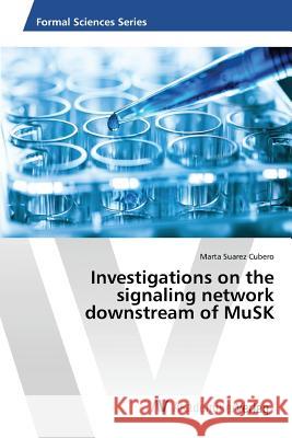Investigations on the signaling network downstream of MuSK Suarez Cubero Marta 9783639874723 AV Akademikerverlag - książka