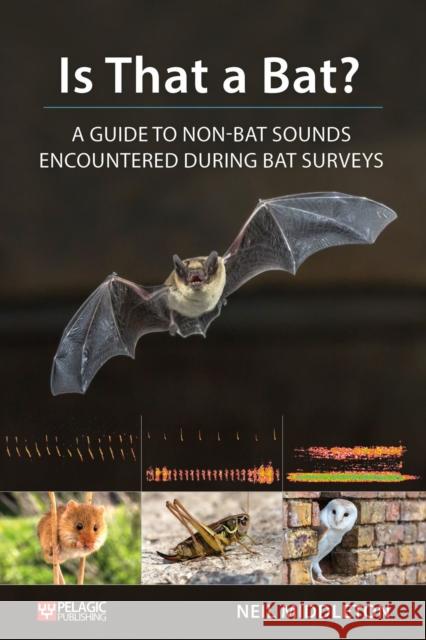 Is That a Bat?: A Guide to Non-Bat Sounds Encountered During Bat Surveys Neil Middleton 9781784271978 Pelagic Publishing - książka