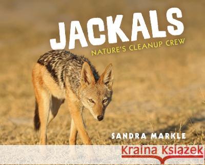 Jackals: Nature's Cleanup Crew Sandra Markle 9781728476681 Lerner Publishing Group - książka