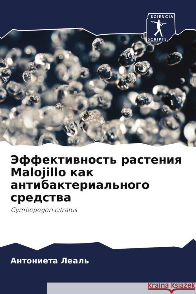 Jeffektiwnost' rasteniq Malojillo kak antibakterial'nogo sredstwa Leal', Antonieta 9786206455226 Sciencia Scripts - książka