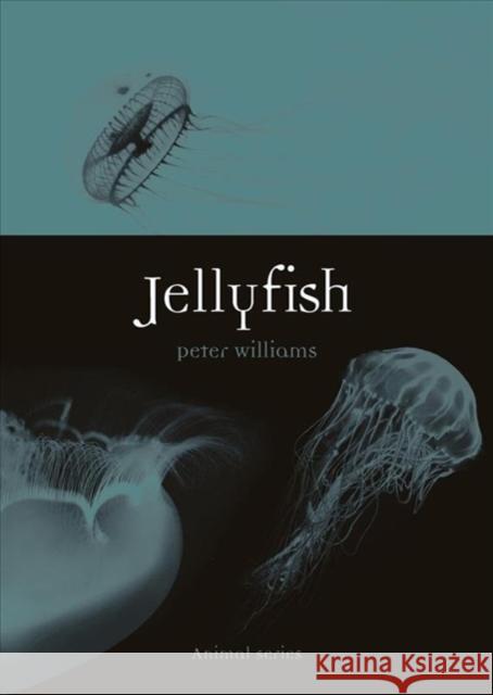 Jellyfish Peter Williams 9781789142150 Reaktion Books - książka