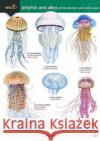 Jellyfish and allies of the British and Irish Coast Rebekah Trehern 9781908819734 Field Studies Council
