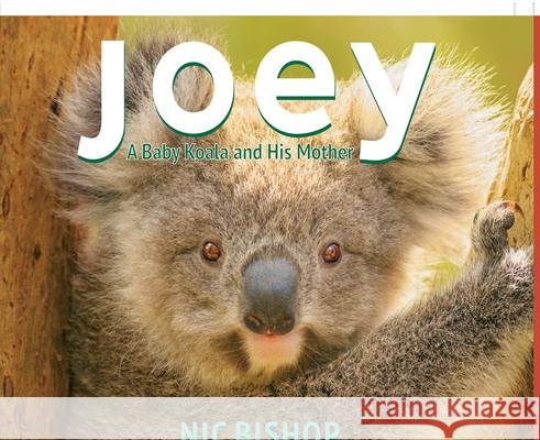 Joey: A Baby Koala and His Mother Nic Bishop Nic Bishop 9780545206402 Scholastic Press - książka
