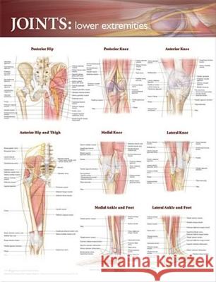 Joints of the Lower Extremities Anatomical Chart  Anatomical Chart Company 9780781786607  - książka