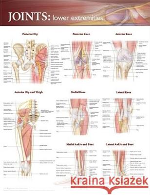 Joints of the Lower Extremities Anatomical Chart Anatomical Chart Company 9780781786638 Anatomical Chart Company - książka