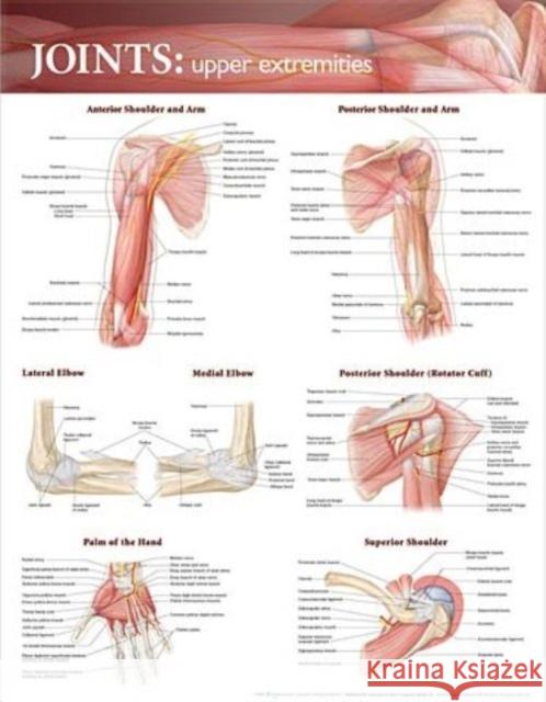 Joints of the Upper Extremities Anatomical Chart  Anatomical Chart Company 9780781786577  - książka