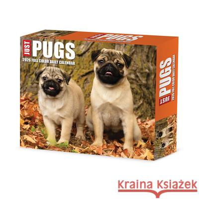 Just Pugs 2026 5.4 X 6.2 Box Calendar Willow Creek Press 9781549254376 Wlcp - książka