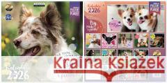 Kalendarz 2026 ścienny Classic Psy  5906850811238 Kukartka - książka