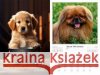 Kalendarz 2026 ścienny Psy  5906667514087 Radwan