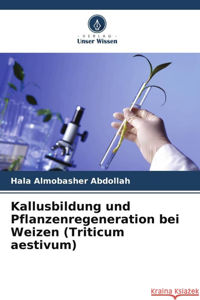 Kallusbildung und Pflanzenregeneration bei Weizen (Triticum aestivum) Abdollah, Hala Almobasher 9786206377580 Verlag Unser Wissen - książka