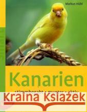 Kanarien : Stimmbegabt, munter, aktiv Hübl, Markus   9783800144877 Ulmer (Eugen) - książka