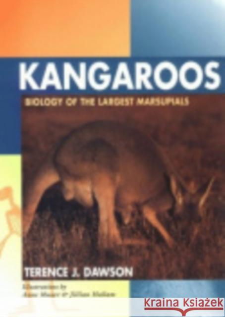 Kangaroos: Biology of the Largest Marsupials Dawson, Terence J. 9780801482625 Cornell University Press - książka