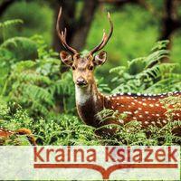 Karnet kwadrat z kopertą A Chital Deer null 5015278361109  - książka