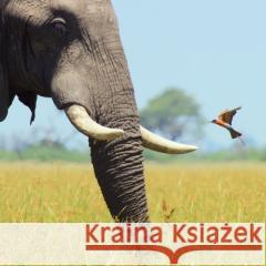 Karnet kwadrat z kopertą African Bull Elephant null 5015278361208  - książka