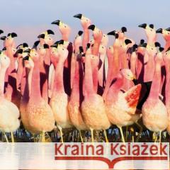 Karnet kwadrat z kopertą Andean Flamingoes null 5015278361192  - książka