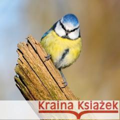 Karnet kwadrat z kopertą Blue Tit null 5015278361147  - książka