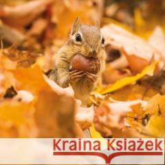 Karnet kwadrat z kopertą Chipmunk with an acorn null 5015278361123  - książka