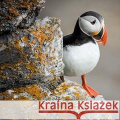 Karnet kwadrat z kopertą Puffin null 5015278361062  - książka