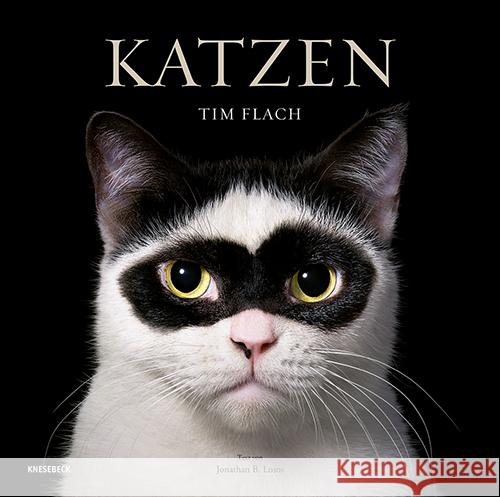 Katzen Flach, Tim 9783957288417 Knesebeck - książka