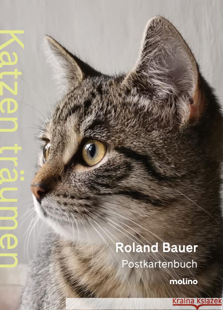 Katzen träumen Bauer, Roland 9783948696825 Molino - książka