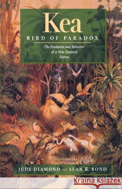 Kea, Bird of Paradox: The Evolution and Behavior of a New Zealand Parrot Diamond, Judy 9780520213395 University of California Press - książka