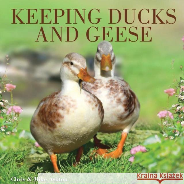 Keeping Ducks and Geese Chris Ashton Mike Ashton 9780715331576 David & Charles - książka