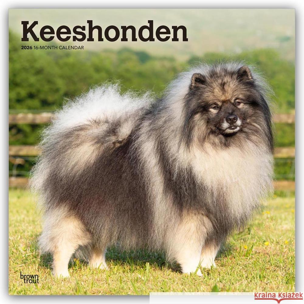 Keeshonden - Wolfsspitz 2026 - 16-Monatskalender BrownTrout Publishers Inc 9798330704033 Flechsig - książka