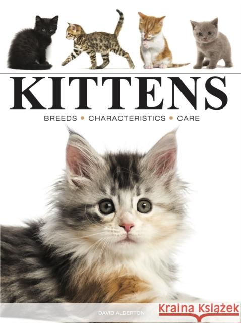 Kittens Amber Books 9781838864415 Amber Books - książka