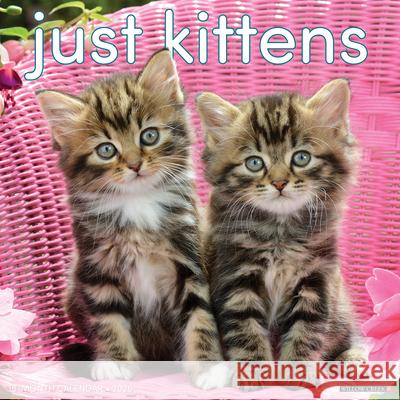 Kittens 2026 12 X 12 Wall Calendar Willow Creek Press 9781549251696 Willow Creek Press Calendars - książka