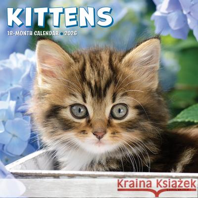 Kittens 2026 7 X 7 Mini Wall Calendar Willow Creek Press 9781549253638 Wlcp - książka