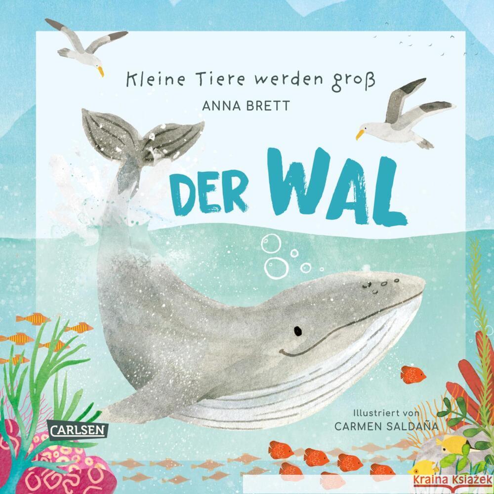 Kleine Tiere werden groß - Der Wal Brett, Anna 9783551255211 Carlsen - książka